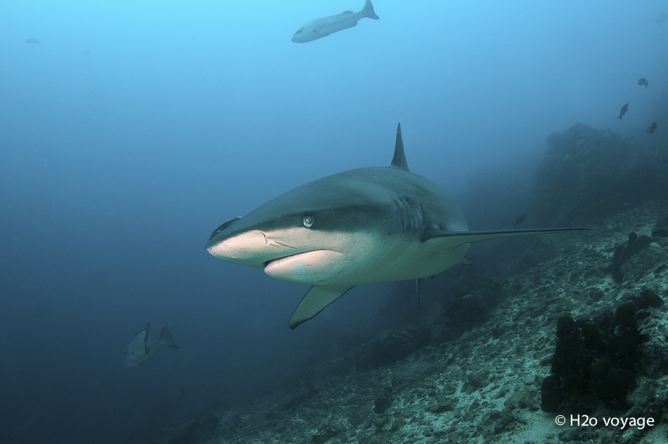 Soudain, à la limite de la visibilité, un gros requin apparaît...