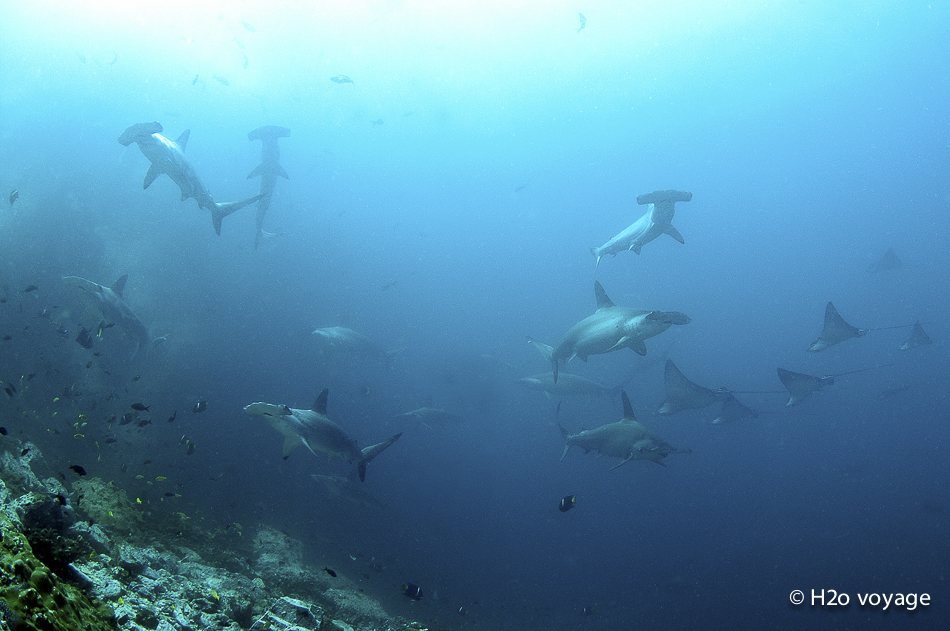 Des marteaux par dizaines évoluent à quelques mètres des plongeurs